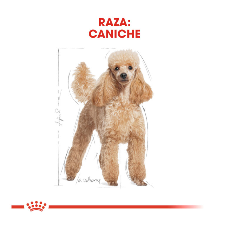 Royal Canin Adult Poodle ração para cães,  Imagem número 4 Royal Canin Adult Poodle ração para cães, , large Imagem número 4